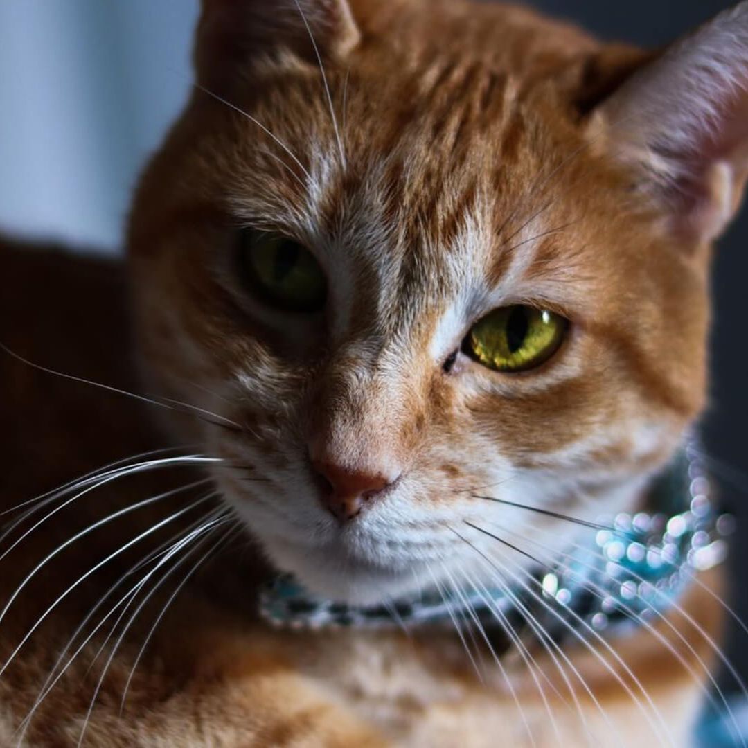 A cat sitting on floor