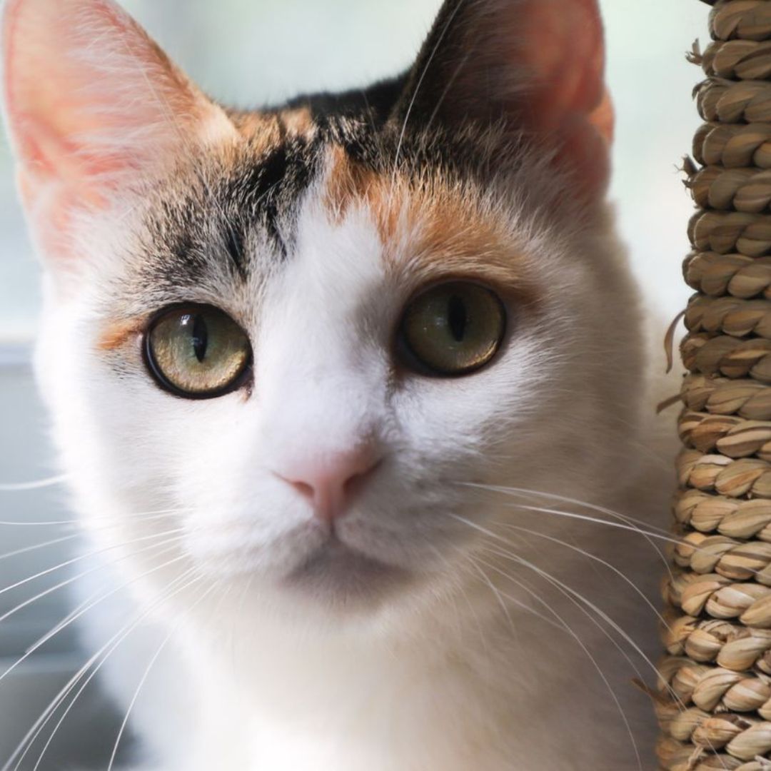 A cut kitten
