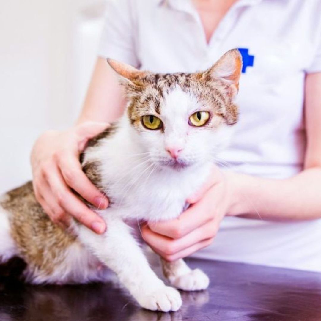 A kitten on the table in clinic