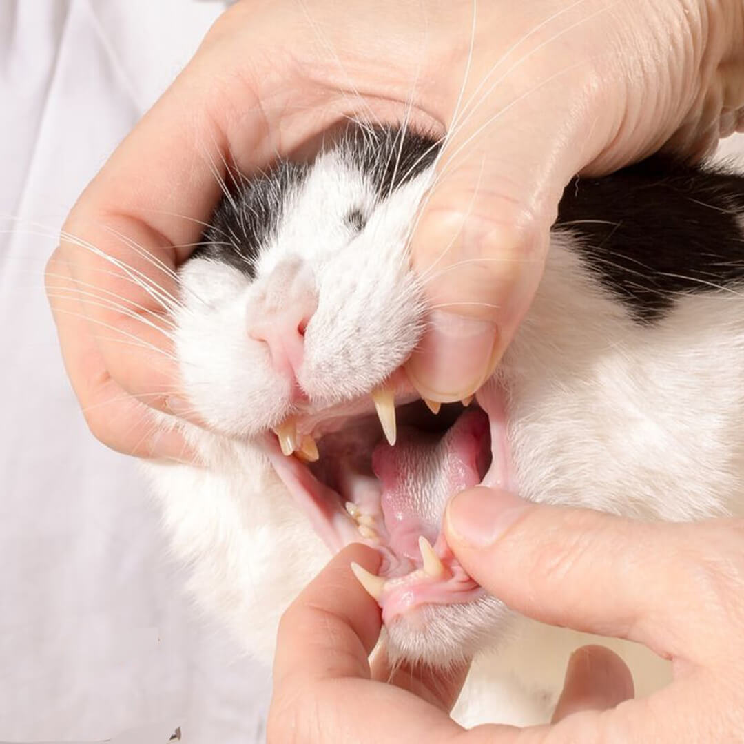 Cat Dental exam