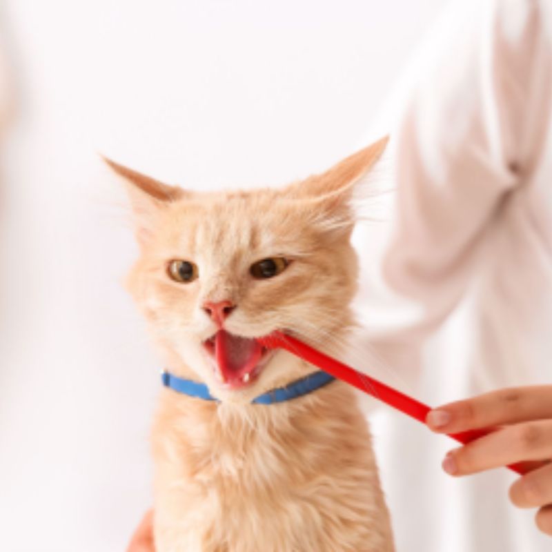 Cat Dental cleaning