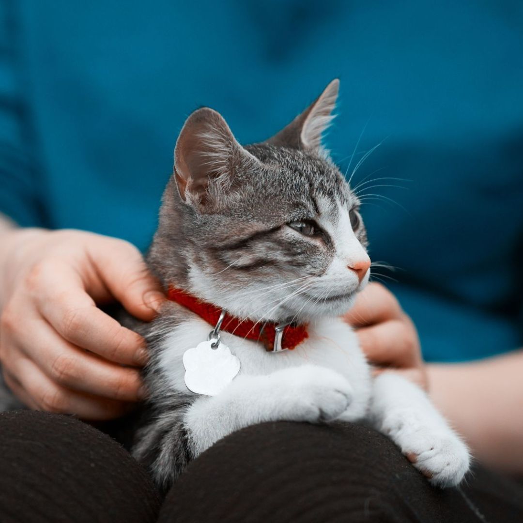 A grey cat