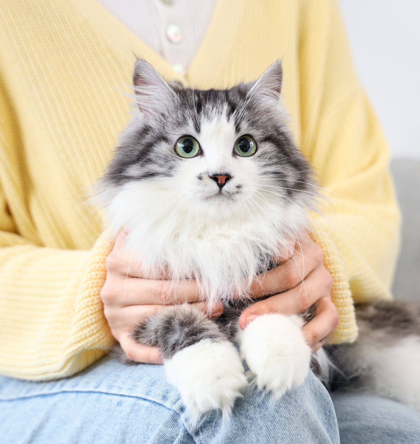 new about us image Lady sitting on sofa holding a cat