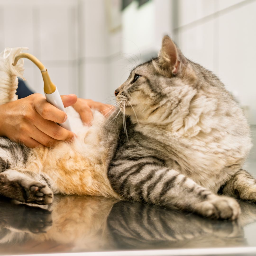 A golden cat vet staff doing ultrasound scan of a cat