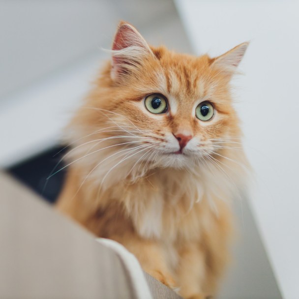 beautiful-red-cat-focus-cat-s-eye Fluffy orange cat with green eyes
