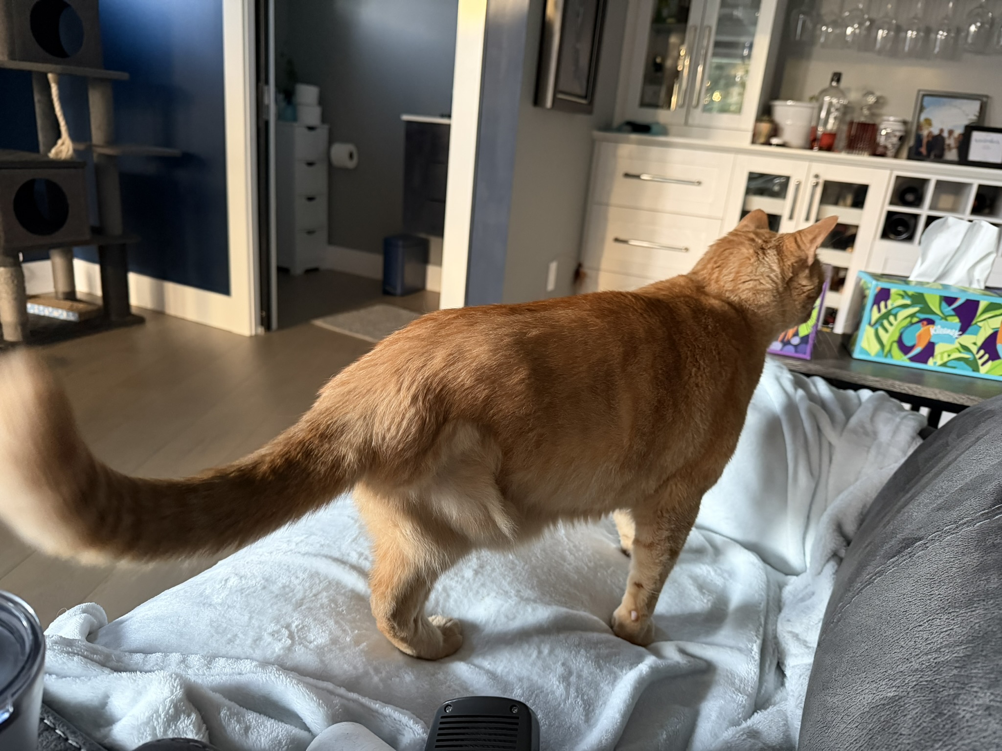 IMG_0084 cat standing on a couch