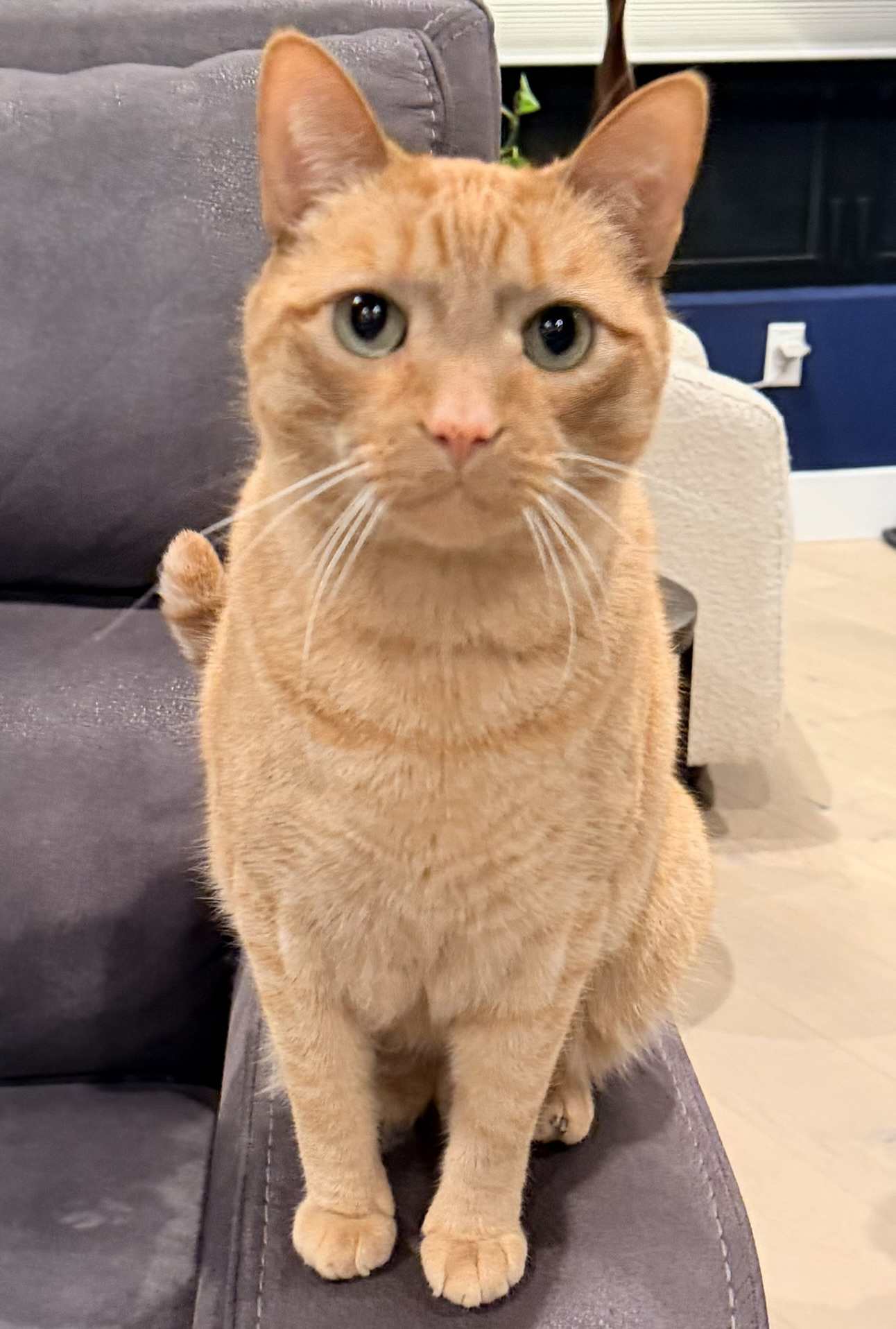 tabby cat sitting upright on a couch arm tabby cat sitting upright on a couch arm