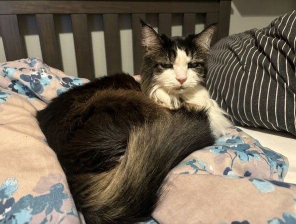 cat curled up on a blanket on a bed cat curled up on a blanket on a bed