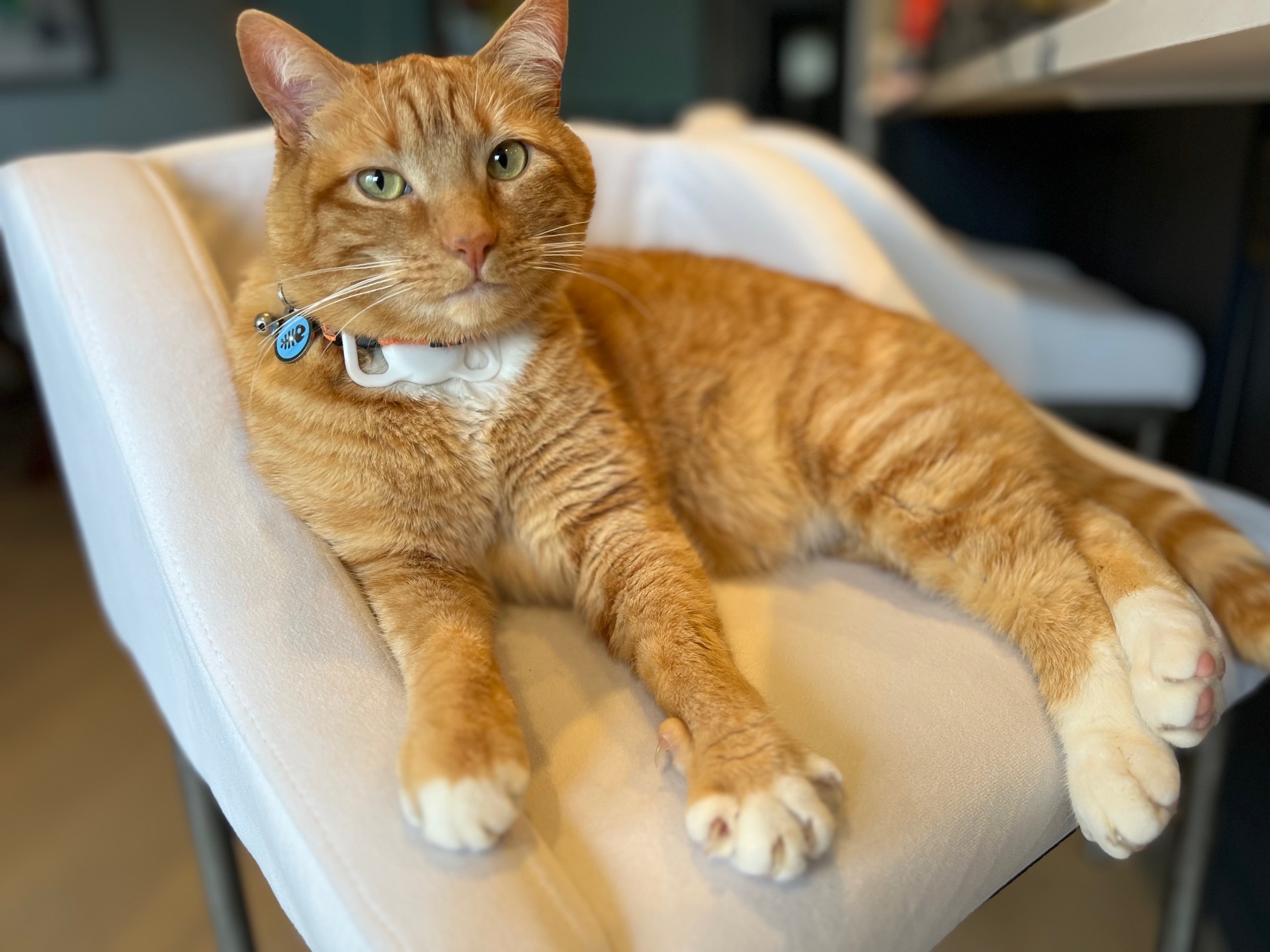 cat lounging on a cushioned chair cat lounging on a cushioned chair