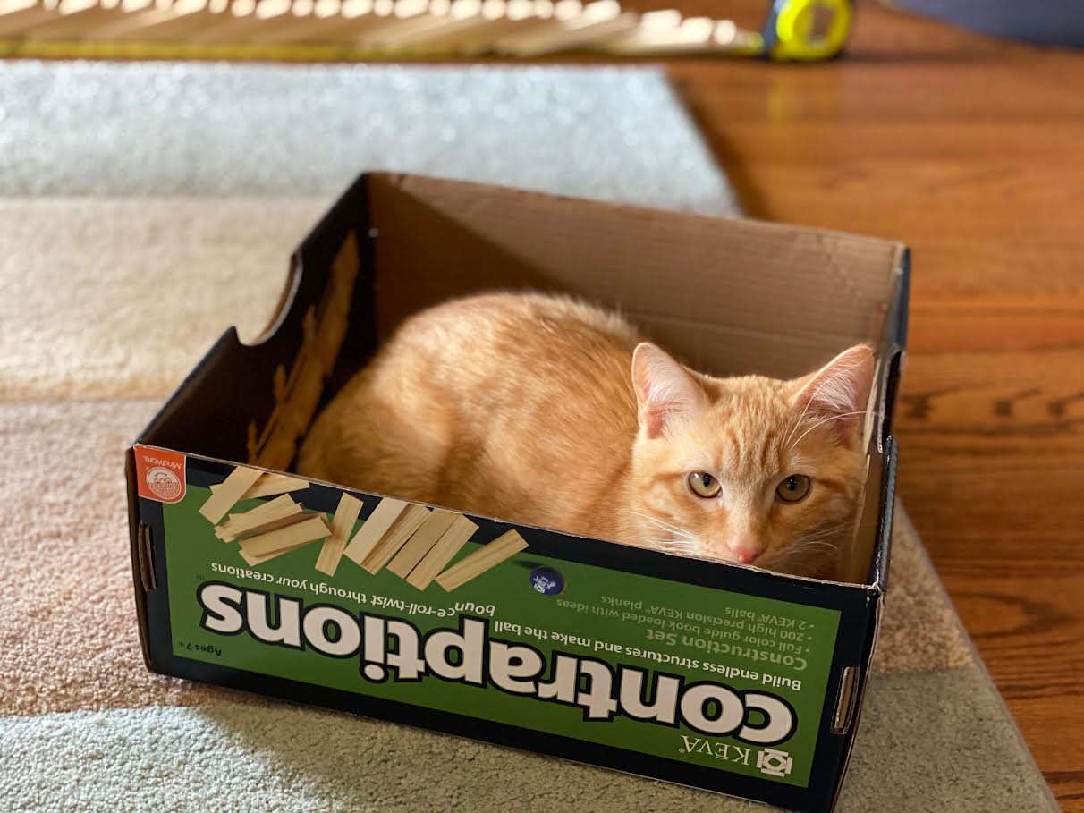 cat lying inside a box cat lying inside a box