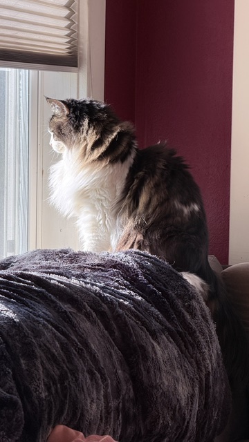 cat sits on a couch cat sits on a couch